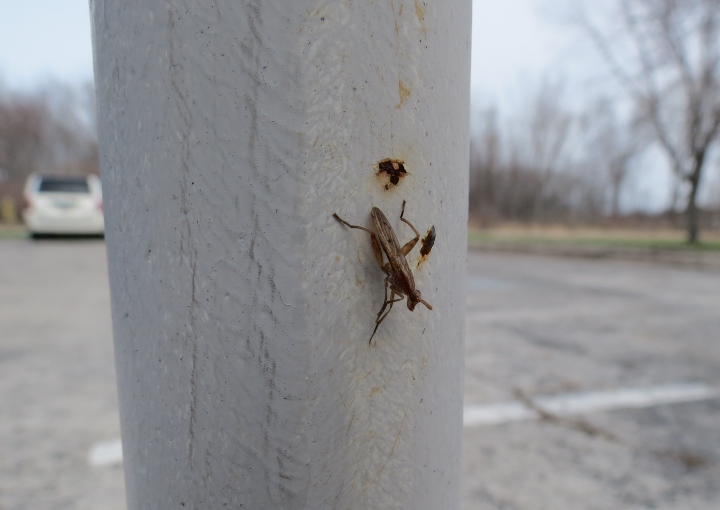 Weird Fly